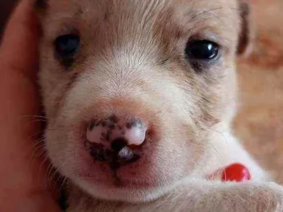 Cachorro raça Normal  idade Abaixo de 2 meses nome Raça
