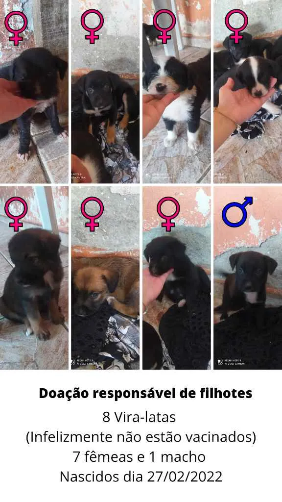 Cachorro ra a Vira lata idade Abaixo de 2 meses nome Fêmea 1