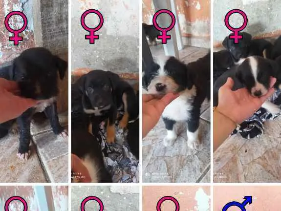 Cachorro ra a Vira lata idade Abaixo de 2 meses nome Fêmea 1