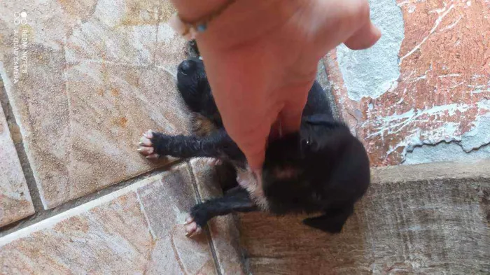 Cachorro ra a Vira lata idade Abaixo de 2 meses nome Fêmea 1