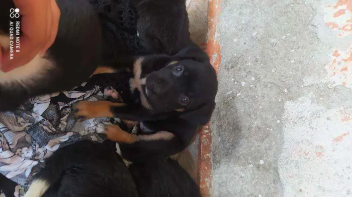 Cachorro ra a Vira lata idade Abaixo de 2 meses nome Fêmea 1
