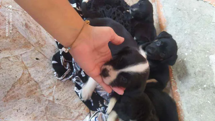 Cachorro ra a Vira lata idade Abaixo de 2 meses nome Fêmea 1