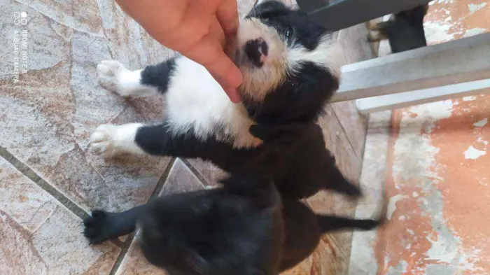 Cachorro ra a Vira lata idade Abaixo de 2 meses nome Fêmea 1