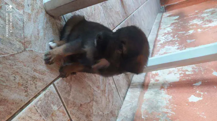 Cachorro ra a Vira lata idade Abaixo de 2 meses nome Fêmea 1