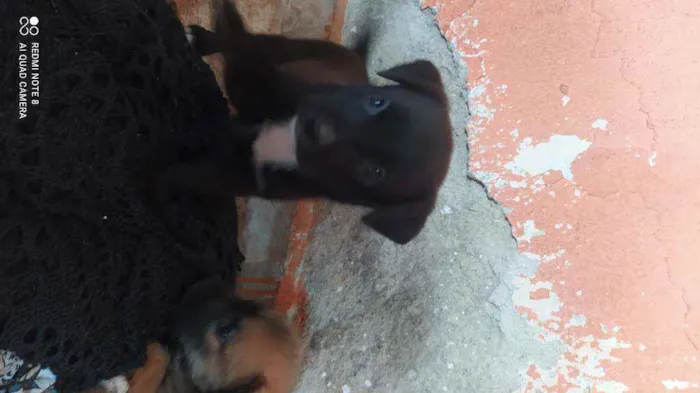 Cachorro ra a Vira lata idade Abaixo de 2 meses nome Fêmea 1