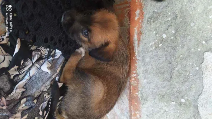 Cachorro ra a Vira lata idade Abaixo de 2 meses nome Fêmea 1
