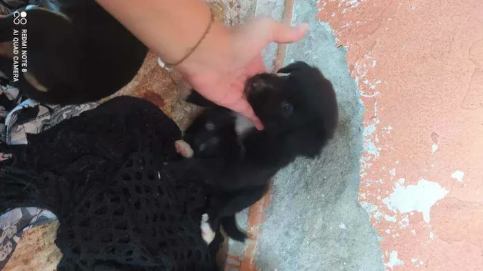 Cachorro ra a Vira lata idade Abaixo de 2 meses nome Fêmea 1