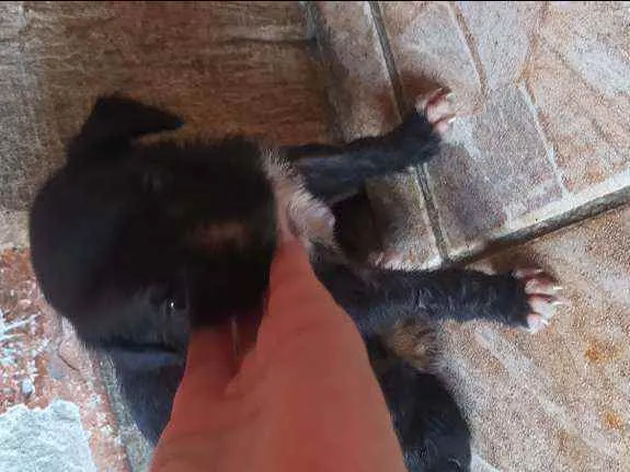 Cachorro ra a Vira lata idade Abaixo de 2 meses nome Fêmea 1