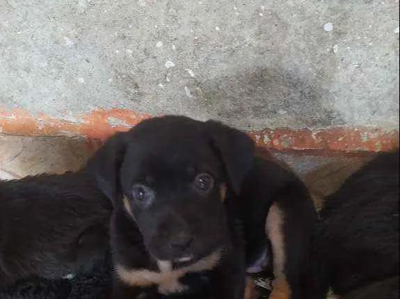 Cachorro ra a Vira lata idade Abaixo de 2 meses nome Fêmea 1