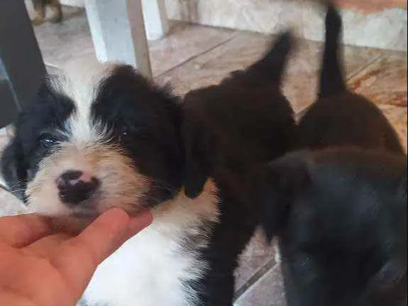 Cachorro ra a Vira lata idade Abaixo de 2 meses nome Fêmea 1