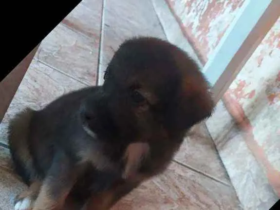 Cachorro ra a Vira lata idade Abaixo de 2 meses nome Fêmea 1