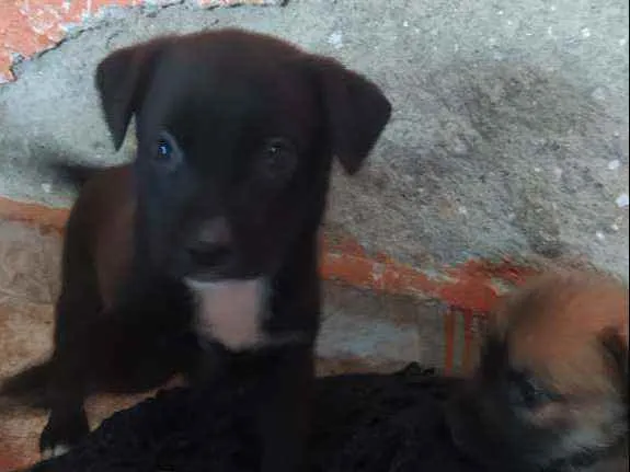 Cachorro ra a Vira lata idade Abaixo de 2 meses nome Fêmea 1