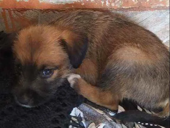 Cachorro ra a Vira lata idade Abaixo de 2 meses nome Fêmea 1