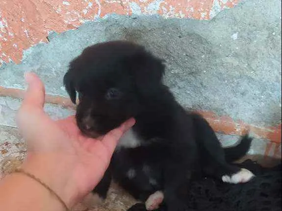 Cachorro ra a Vira lata idade Abaixo de 2 meses nome Fêmea 1