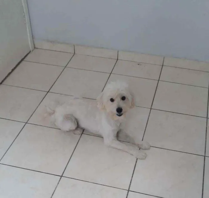 Cachorro raça Poodle idade 2 anos nome Blanche