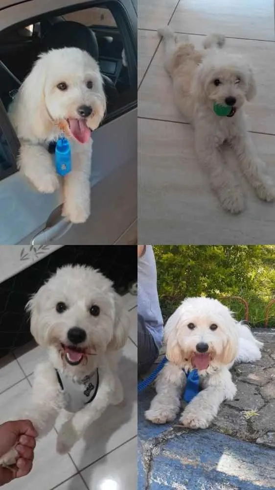 Cachorro raça Poodle idade 2 anos nome Blanche