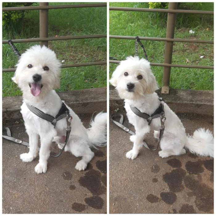 Cachorro raça Poodle idade 2 anos nome Blanche