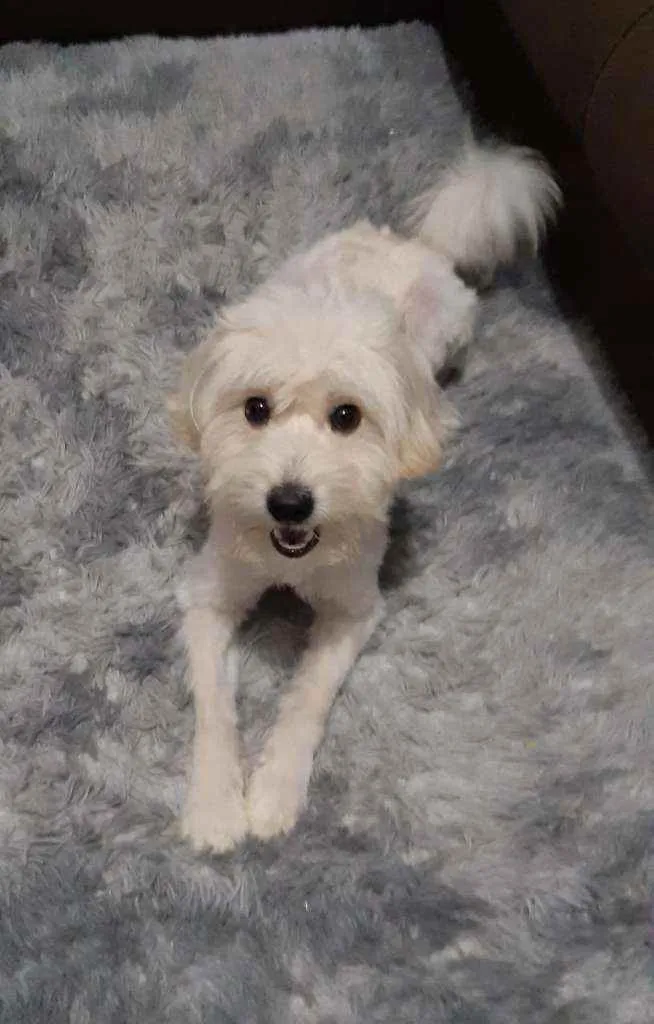 Cachorro raça Poodle idade 2 anos nome Blanche