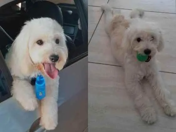 Cachorro raça Poodle idade 2 anos nome Blanche