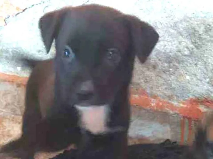 Cachorro ra a Vira lata idade Abaixo de 2 meses nome Fêmea 1