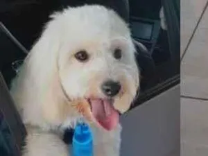 Cachorro raça Poodle idade 2 anos nome Blanche