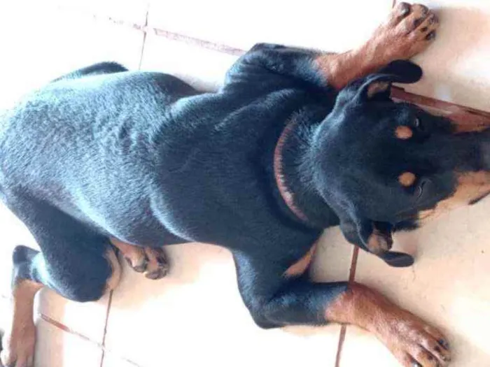 Cachorro ra a Mist Cane Corso com Rottweiler idade 2 a 6 meses nome Kira 