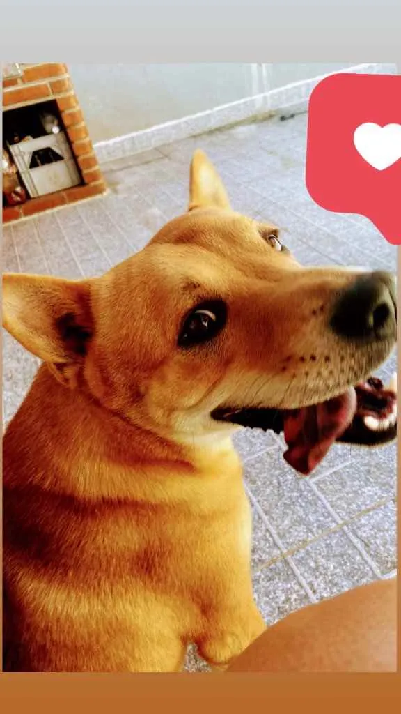 Cachorro ra a Vira Lata com chou chou  idade 1 ano nome Bob