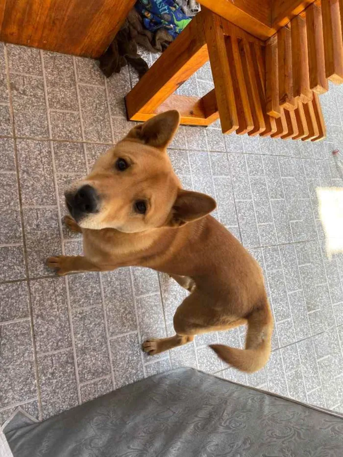 Cachorro ra a Vira Lata com chou chou  idade 1 ano nome Bob