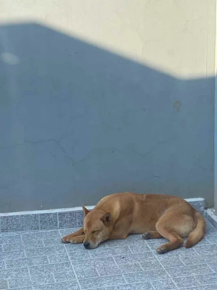 Cachorro ra a Vira Lata com chou chou  idade 1 ano nome Bob