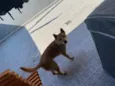 Bob