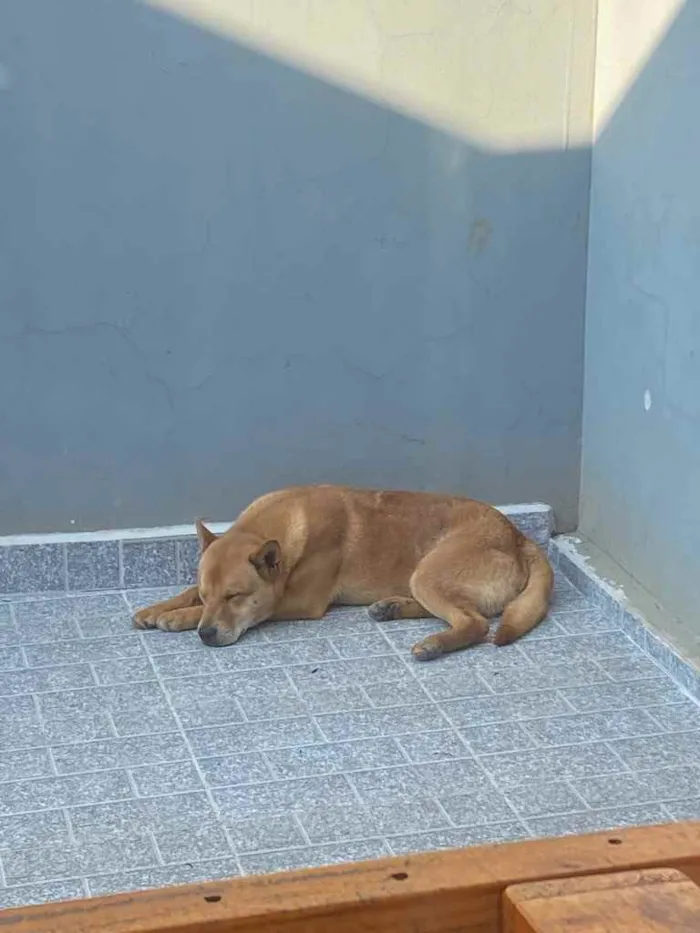 Cachorro ra a Vira Lata com chou chou  idade 1 ano nome Bob