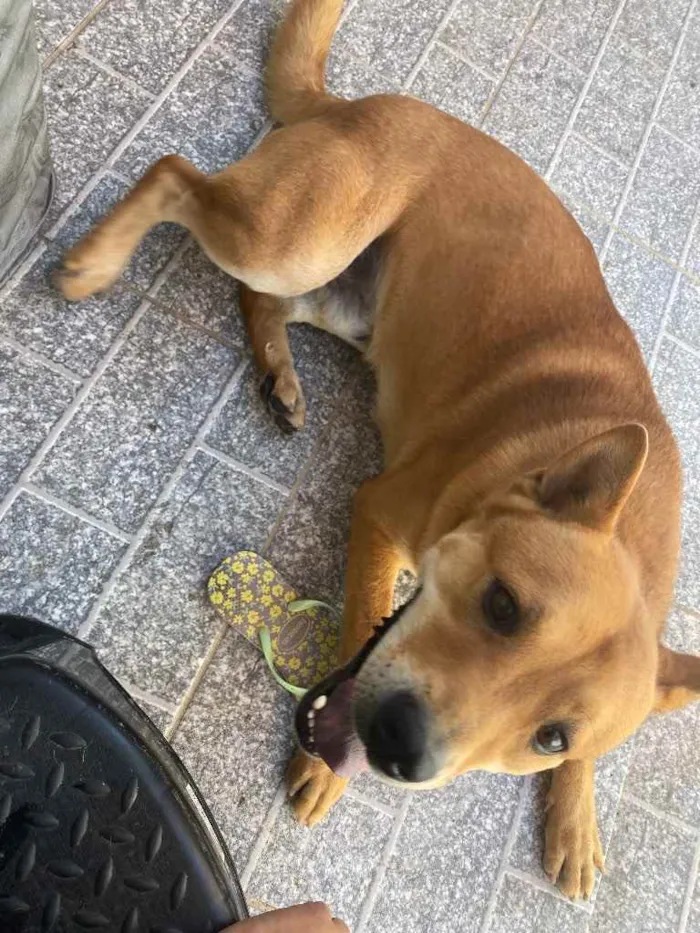 Cachorro ra a Vira Lata com chou chou  idade 1 ano nome Bob