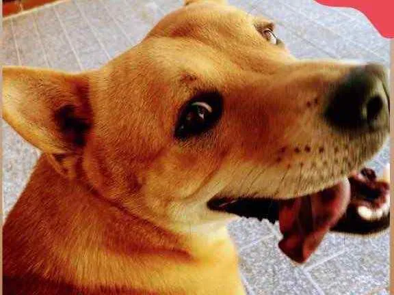 Cachorro ra a Vira Lata com chou chou  idade 1 ano nome Bob