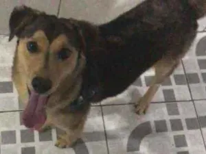 Cachorro raça caramelo vira-lata  idade 7 a 11 meses nome Teo