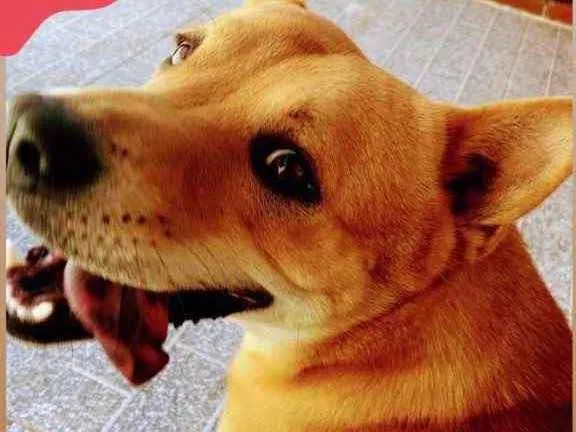 Cachorro ra a Vira Lata com chou chou  idade 1 ano nome Bob
