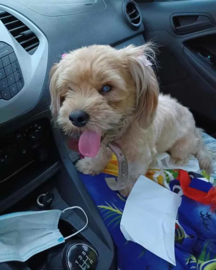 Cachorro ra a Shitzu  idade 2 anos nome MEG 