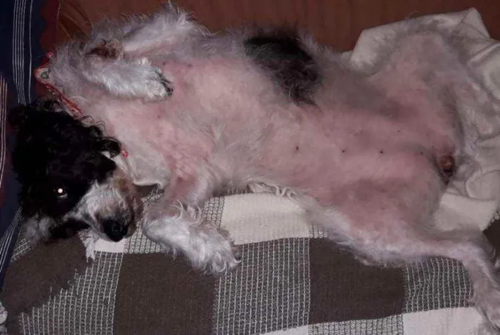 Cachorro ra a Misturada idade 5 anos nome CRISTAL