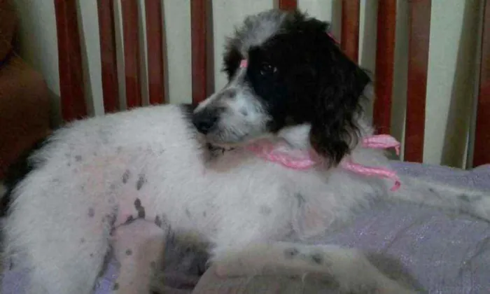 Cachorro ra a Misturada idade 5 anos nome CRISTAL