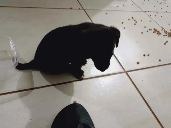 Cachorro ra a Mistura idade Abaixo de 2 meses nome Filhotes