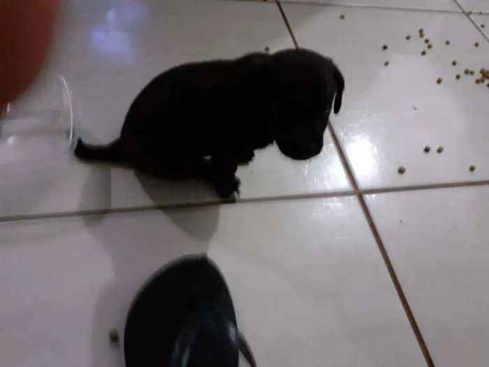 Cachorro ra a Mistura idade Abaixo de 2 meses nome Filhotes