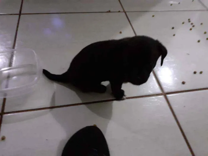 Cachorro ra a Mistura idade Abaixo de 2 meses nome Filhotes
