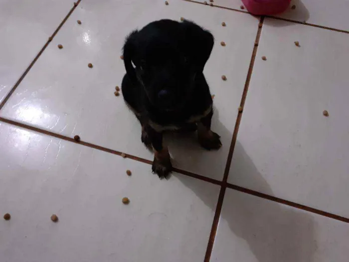 Cachorro ra a Mistura idade Abaixo de 2 meses nome Filhotes