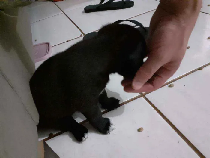 Cachorro ra a Mistura idade Abaixo de 2 meses nome Filhotes