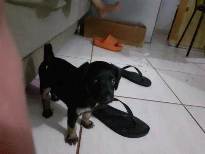 Cachorro ra a Mistura idade Abaixo de 2 meses nome Filhotes