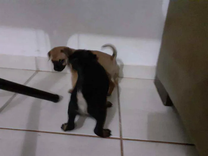 Cachorro ra a Mistura idade Abaixo de 2 meses nome Filhotes