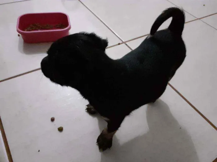 Cachorro ra a Mistura idade Abaixo de 2 meses nome Filhotes