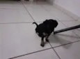 Filhotes
