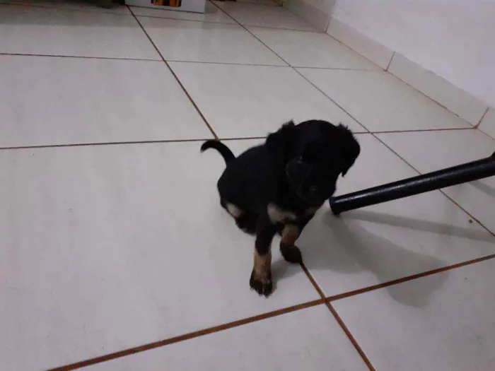 Cachorro ra a Mistura idade Abaixo de 2 meses nome Filhotes