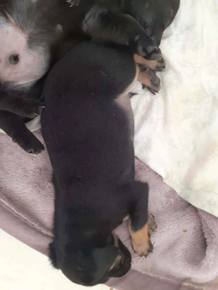 Cachorro ra a Mistura idade Abaixo de 2 meses nome Filhotes