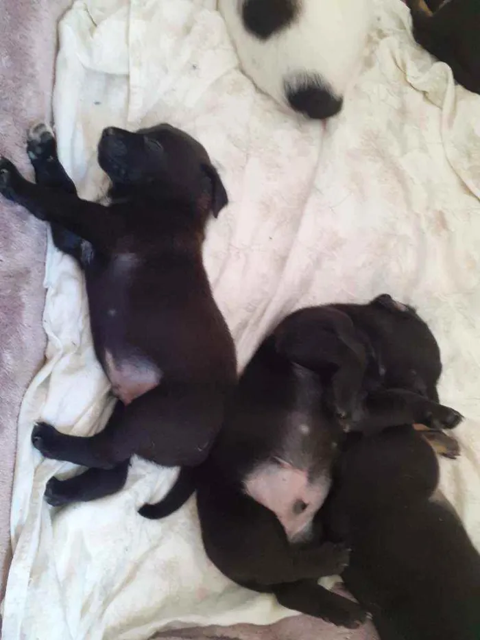 Cachorro ra a Mistura idade Abaixo de 2 meses nome Filhotes